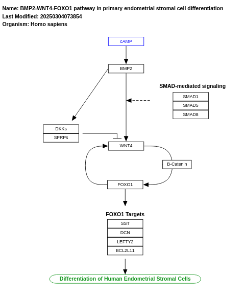 BMP2-WNT4-FOXO1 pathway in primary endometrial stromal cell differentiation