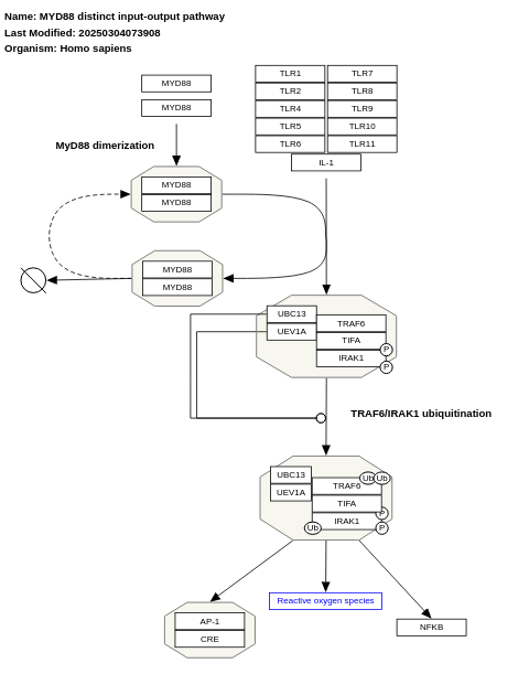 MYD88 distinct input-output pathway