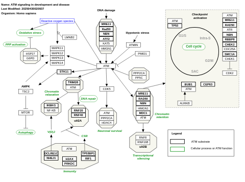 ATM signaling in development and disease 