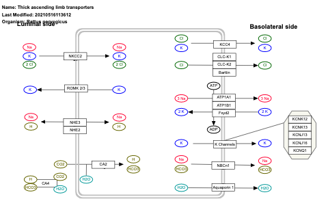 Thick ascending limb transporters