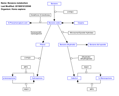 Benzene metabolism