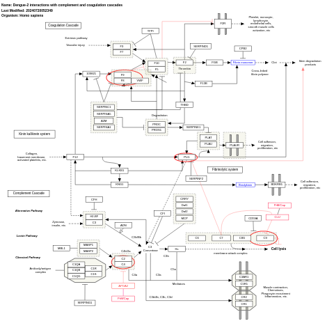 Dengue-2 interactions with complement and coagulation cascades