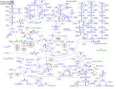 Amino acid metabolism