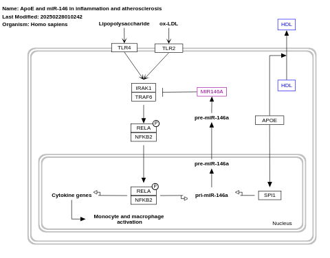 ApoE and miR-146 in inflammation and atherosclerosis