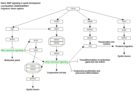 BMP signaling in eyelid development