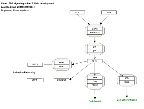 EDA signaling in hair follicle development