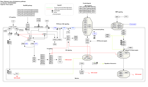 Embryonic stem cell pluripotency pathways