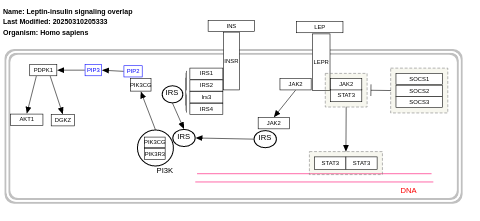 Leptin-insulin signaling overlap