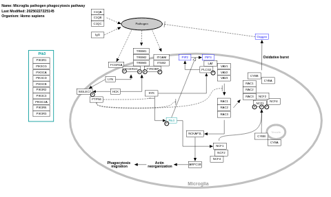 Microglia pathogen phagocytosis pathway