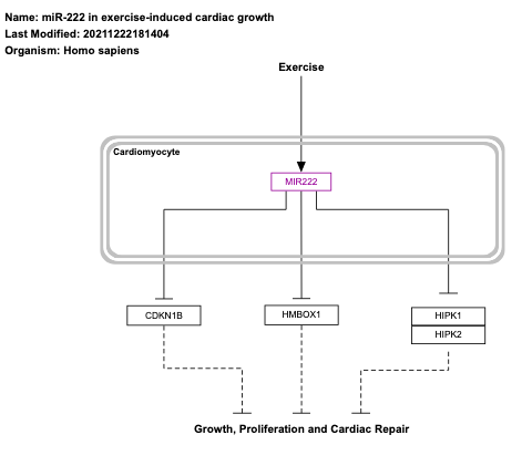 miR-222 in exercise-induced cardiac growth