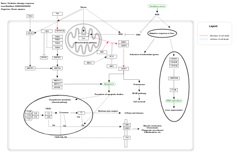 Oxidative damage response