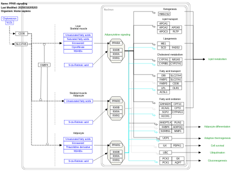 PPAR signaling pathway