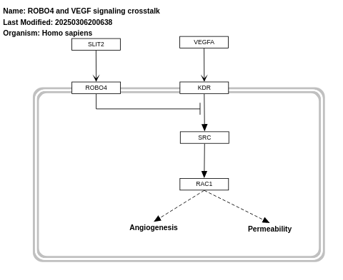 Robo4 and VEGF signaling pathways crosstalk