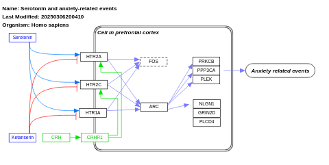 Serotonin and anxiety-related events