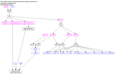 mRNA, protein, and metabolite inducation pathway by cyclosporin A