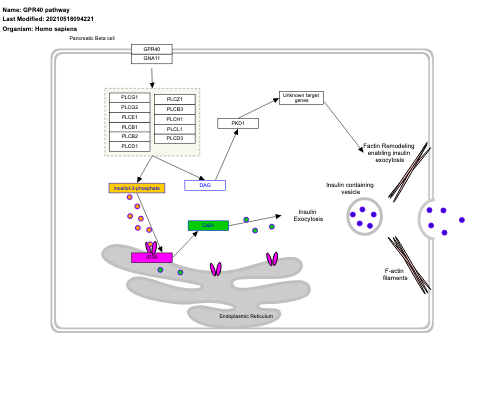 GPR40 pathway