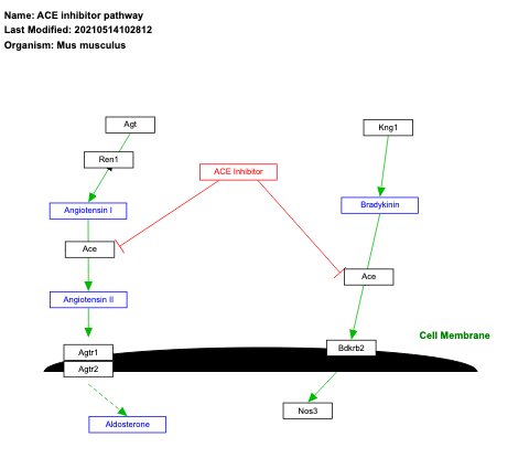 ACE inhibitor pathway