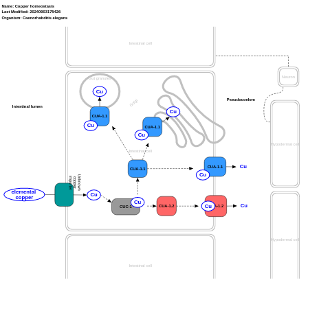 Copper homeostasis