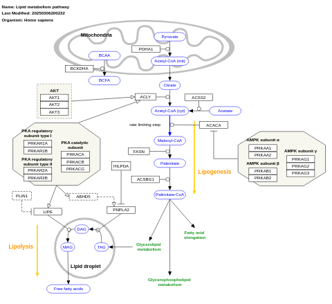 Lipid metabolism pathway