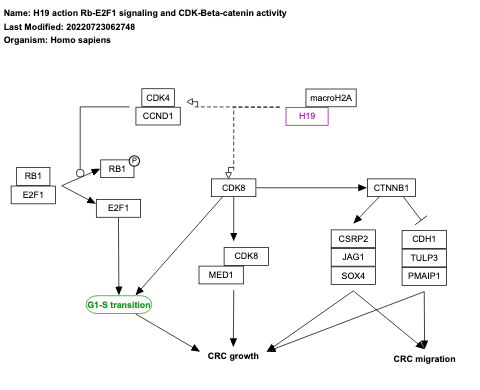 H19 action Rb-E2F1 signaling and CDK-Beta-catenin activity