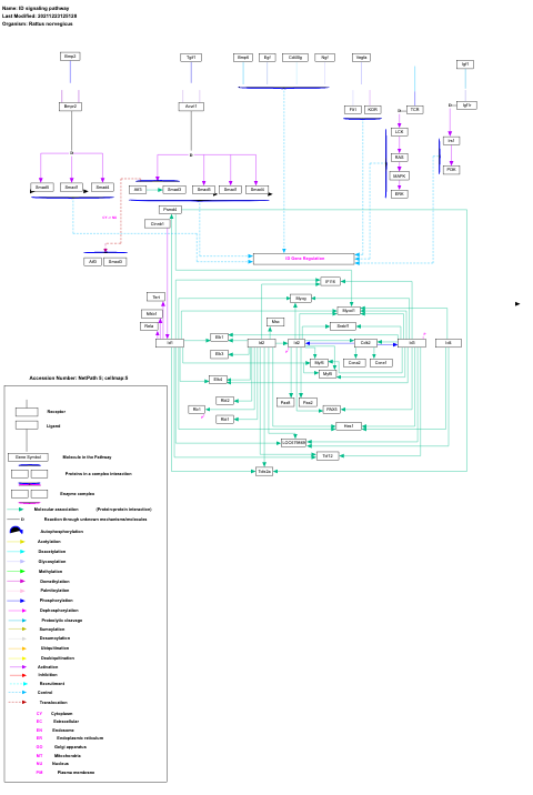 ID signaling pathway