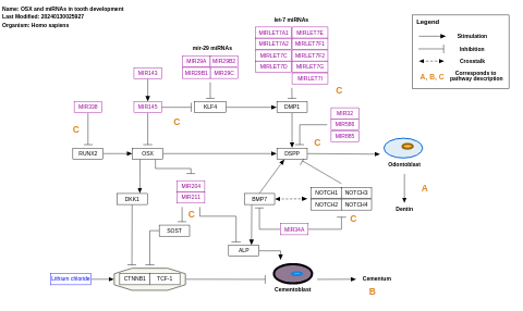 OSX and miRNAs in tooth development