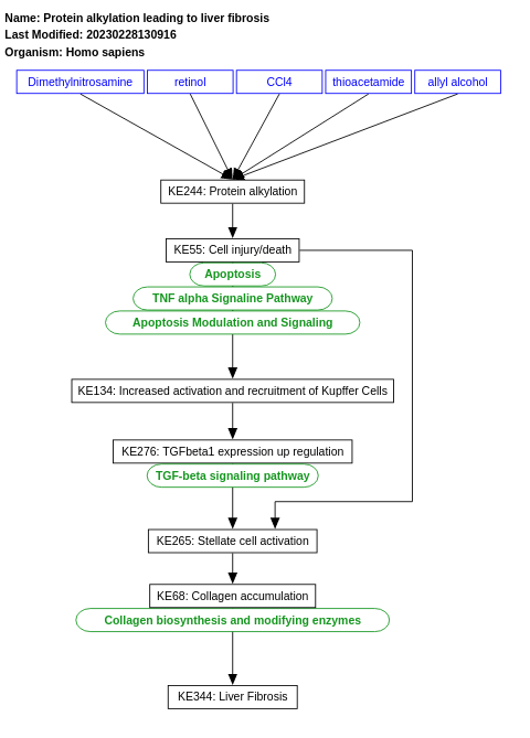 Protein alkylation leading to liver fibrosis