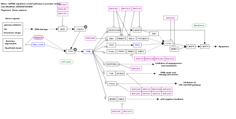 miRNA regulation of p53 pathway in prostate cancer