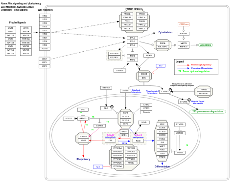 Wnt signaling pathway and pluripotency