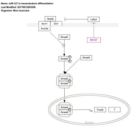 miR-127 in mesendoderm differentiation