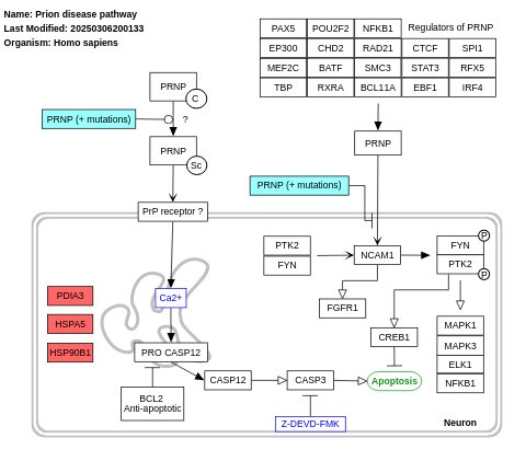 Prion disease pathway