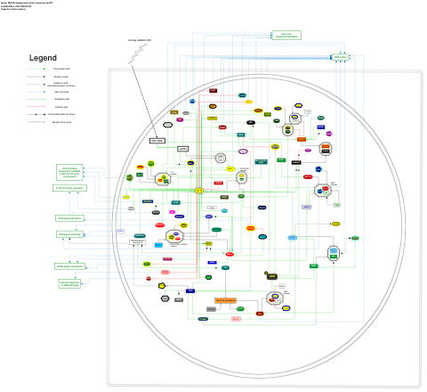 DNA IR-damage and cellular response via ATR