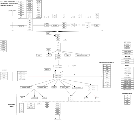 ERK1-ERK2 MAPK cascade