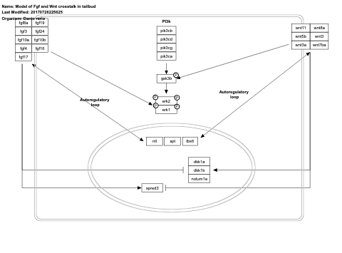 Model of Fgf and Wnt crosstalk in tailbud 