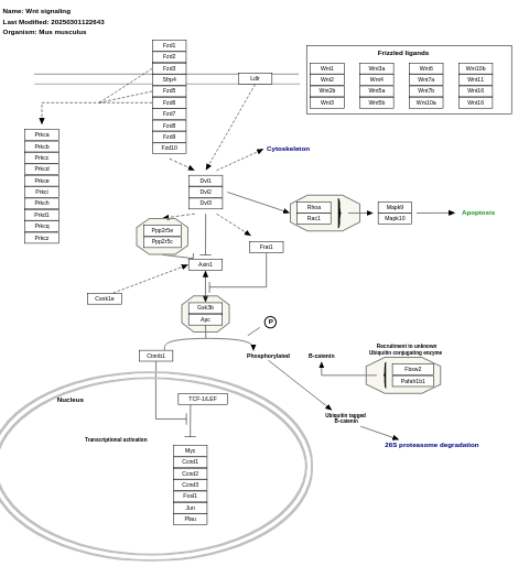 Wnt signaling pathway