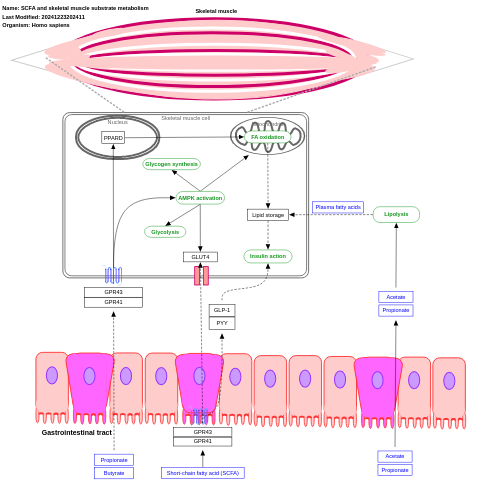 SCFA and skeletal muscle substrate metabolism