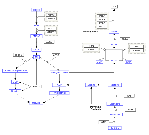 Nucleotide metabolism
