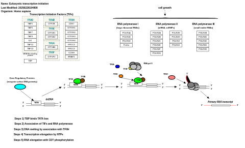 Eukaryotic transcription initiation