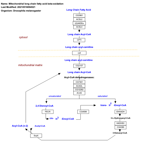 Mitochondrial long chain fatty acid beta-oxidation