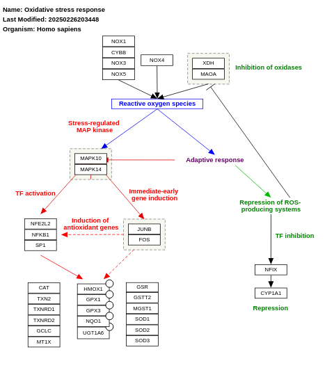 Oxidative stress response