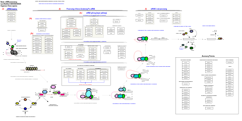 mRNA processing