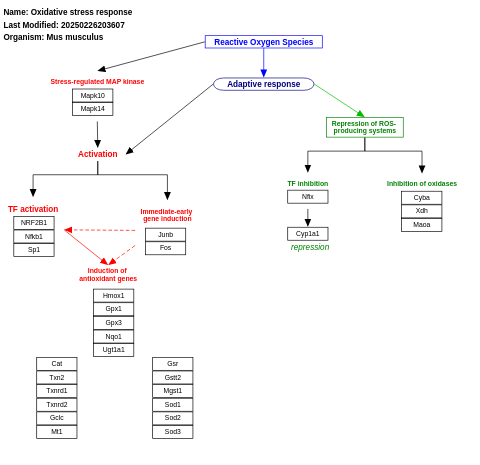 Oxidative stress response