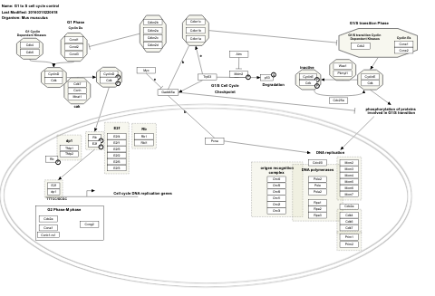 G1 to S cell cycle control