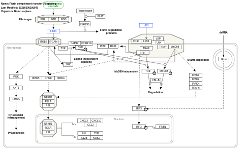 Fibrin complement receptor 3 signaling pathway