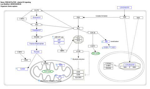 PI3K/AKT/mTOR - vitamin D3 signaling