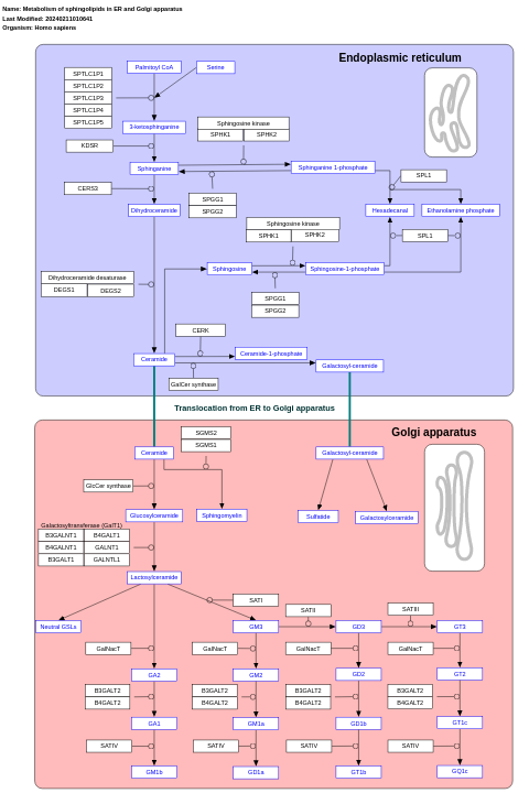 Metabolism of sphingolipids in ER and Golgi apparatus