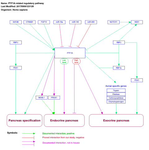 PTF1A related regulatory pathway