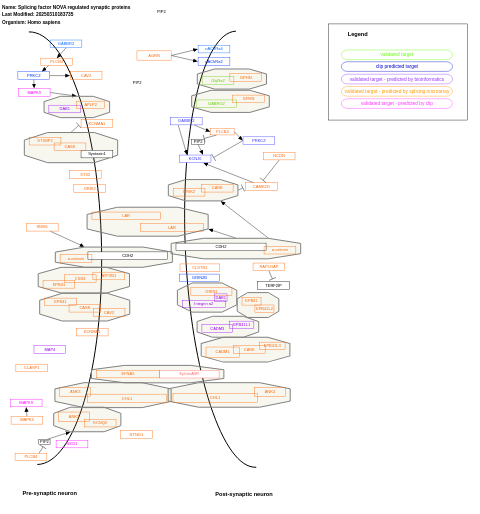 Splicing factor NOVA regulated synaptic proteins