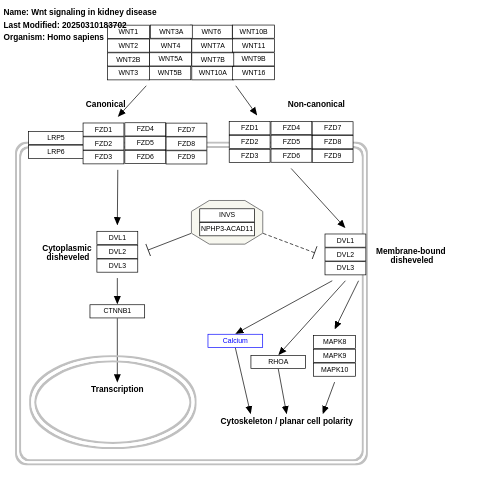 Wnt signaling in kidney disease