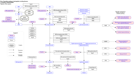 Degradation pathway of sphingolipids, including diseases